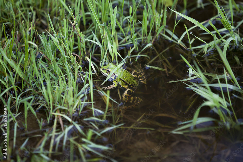 green frog swimming in a paddle green frog swimming in a paddle