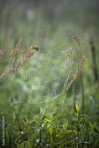 Spider web hanging between grass stems with water drops from the morning dew