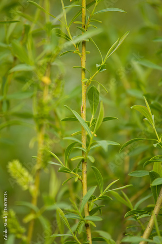 A beautiful closeup of a willow tree branches in spring
