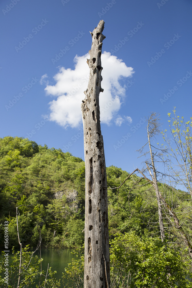 Fototapeta premium dead tree trunk and a white cloud at