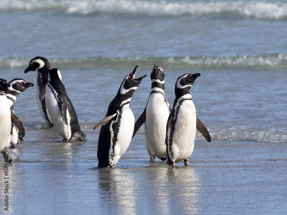Obraz premium Magellanic penguin, Spheniscus magellanicus, swimming in the sea island of Sounders, Falkland Islands-Malvinas