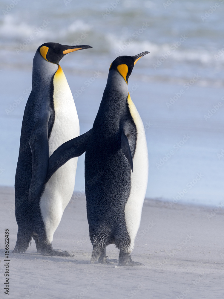 Obraz premium King Penguin, Aptenodytes patagonicus, z Sounder Island, Falklandy-Malvinas