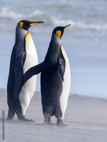 King Penguin  Aptenodytes patagonicus  of Sounder Island  Falkland Islands-Malvinas