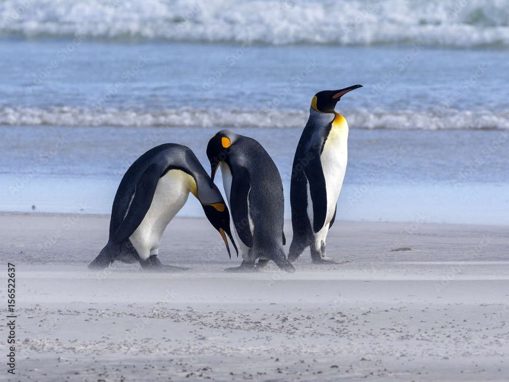 Obraz premium King Penguin, Aptenodytes patagonicus, of Sounder Island, Falkland Islands-Malvinas