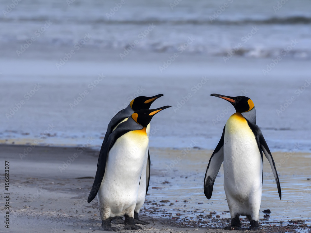 Fototapeta premium King Penguin, Aptenodytes patagonicus, of Sounder Island, Falkland Islands-Malvinas