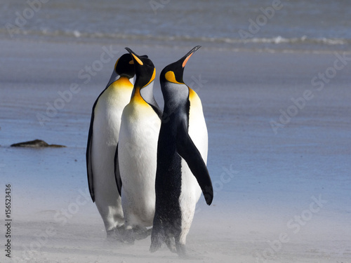 King Penguin  Aptenodytes patagonicus  of Sounder Island  Falkland Islands-Malvinas