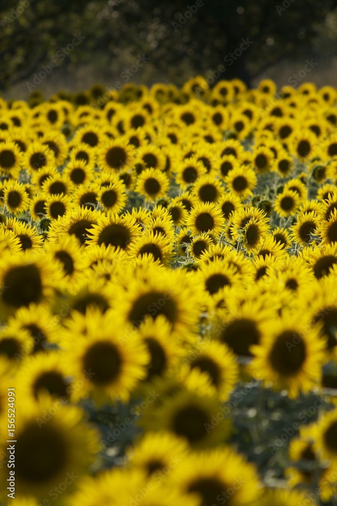 Sonnenblume Sonnenblume