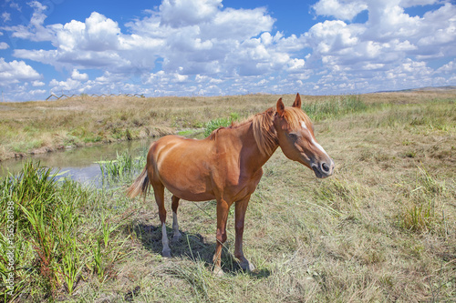 chestnut horse on the meadow