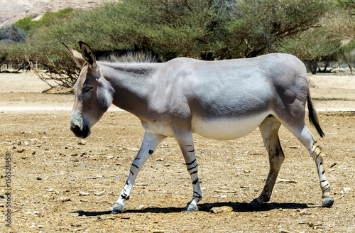 Somali wild donkey (Equus africanus). This species is extremely rare both in nature and in captivity. Nowadays it inhabits nature reserve near Eilat, Israel photo