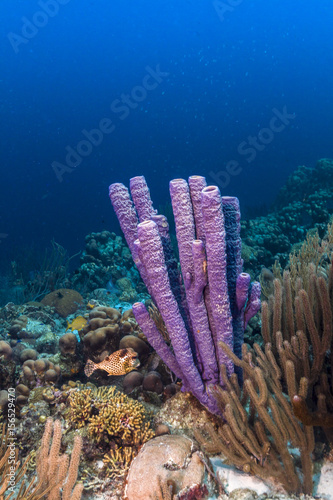 Aplysina archeri,stove-pipe sponge