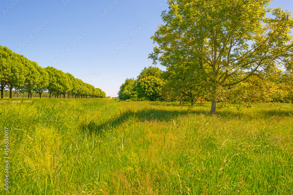 Chestnut tree in a meadow in sunlight in spring