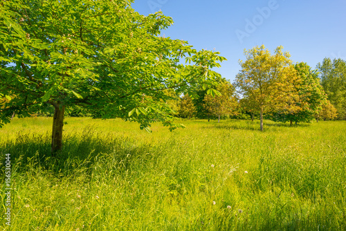 Chestnut tree in a meadow in sunlight in spring