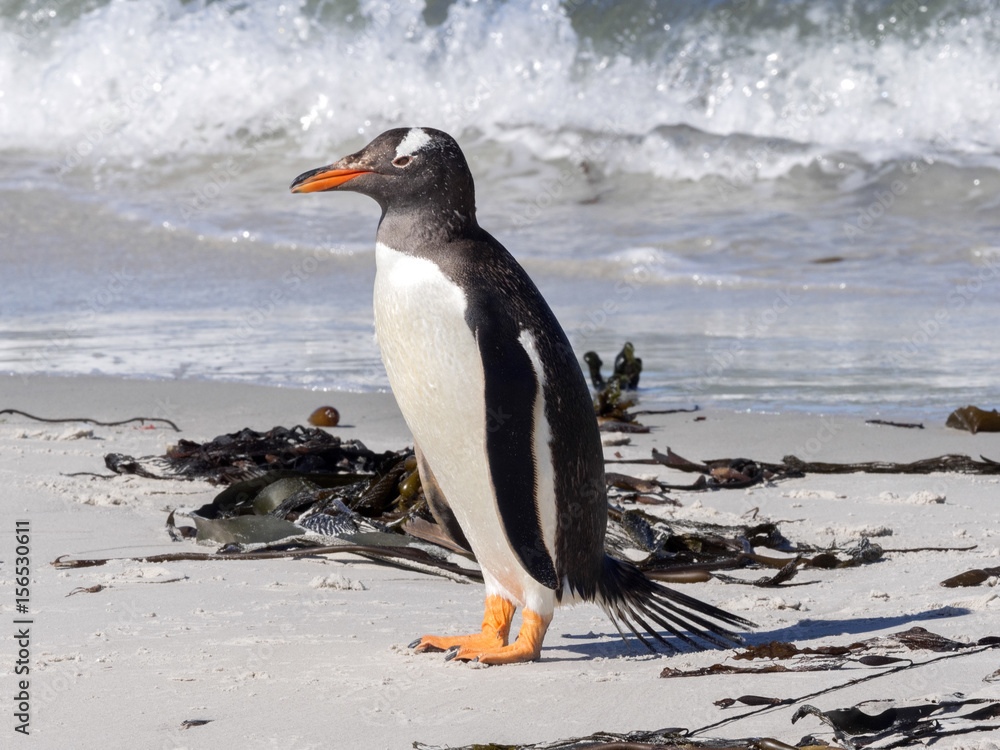 Obraz premium Gentoo puppies, Pygoscelis papua, Sounders Island, Falkland Islands-Malvinas