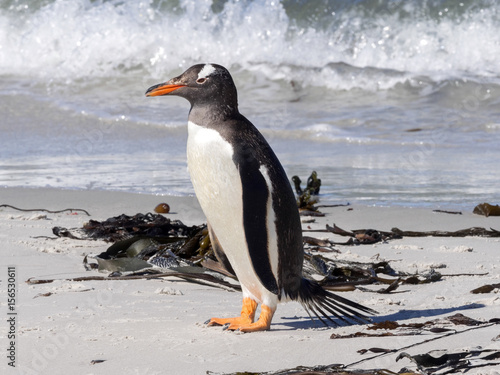  Gentoo puppies  Pygoscelis papua  Sounders Island  Falkland Islands-Malvinas