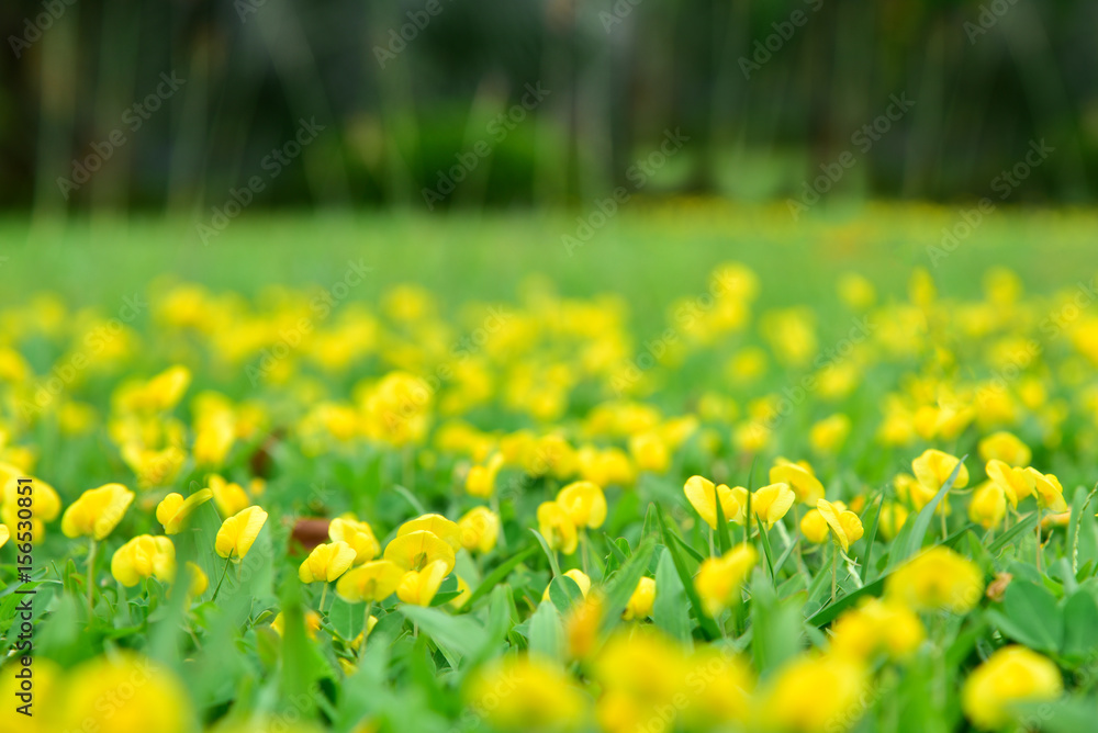 Blurry Spring Background. Nature Background. Yellow Flowers