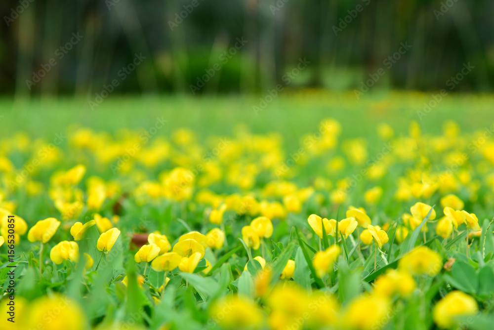 Blurry Spring Background. Nature Background. Yellow Flowers Blurry Spring Background. Nature Background. Yellow Flowers