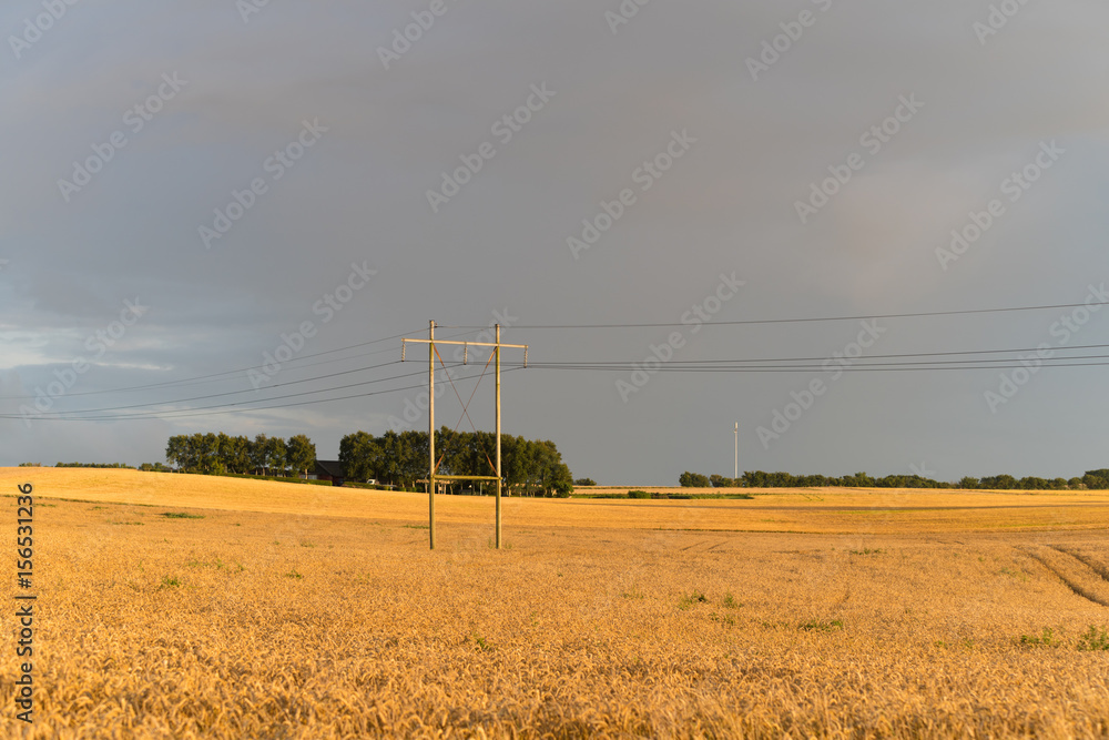 Fototapeta premium wheat field in denmark