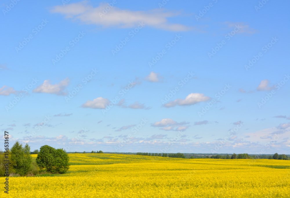 Beautiful spring  rural horizontal landscape: yellow field of flowering rape on blue sky background with clouds, agriculture, nature ,countryside