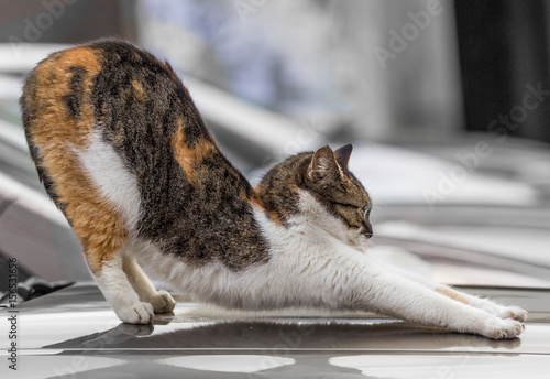 Tabby cat stretching. photo