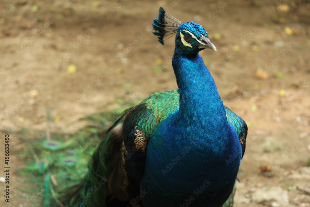 Fototapeta premium Peacock