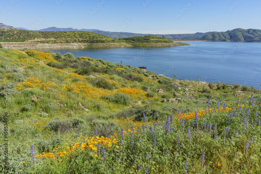 Fototapeta premium Lots of wild flower blossom at Diamond Valley Lake