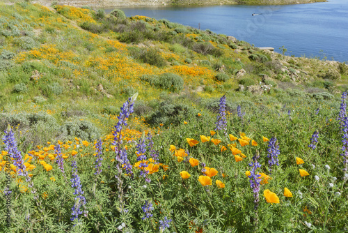 Lots of wild flower blossom at Diamond Valley Lake