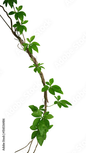 Wild morning glory leaves climbing on twisted jungle liana isolated on white background, clipping path included