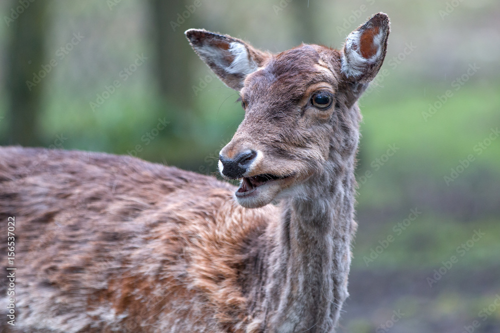 Fototapeta premium Damwild Damhirsch (Dama dama)