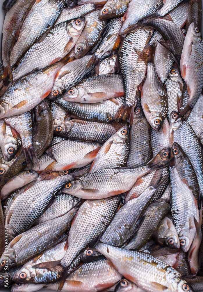 Obraz premium fresh fish