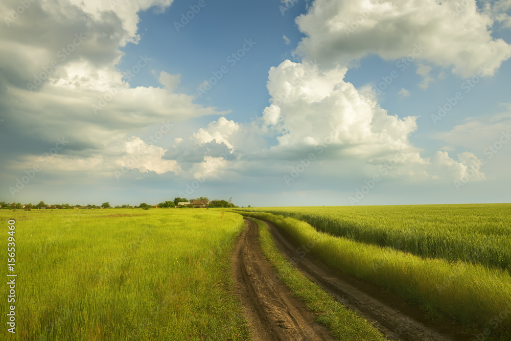A dirt road in the green field of wheat. A beautiful stormy sky and rural houses in the distance. Beautiful spring, summer landscape.
A dirt road in the green field of wheat. A beautiful stormy sky and rural houses in the distance. Beautiful spring, summer landscape.