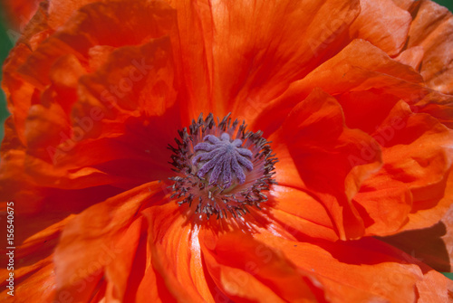 Orange poppy flower close-up