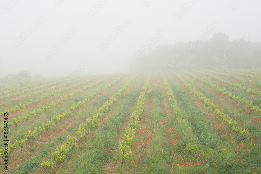  vineyard fields with fog