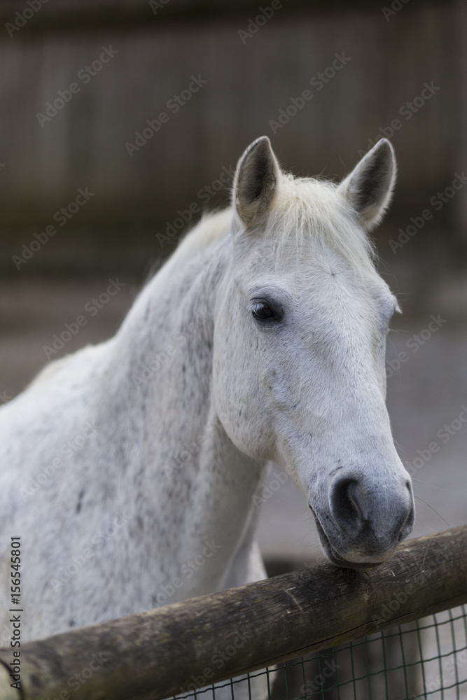 Naklejka premium Głowa konia