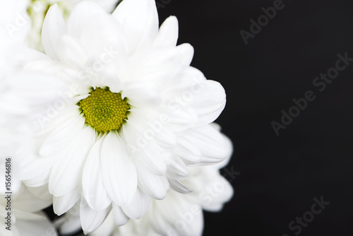 Close-up of daisies on black background. Flowers isolated.