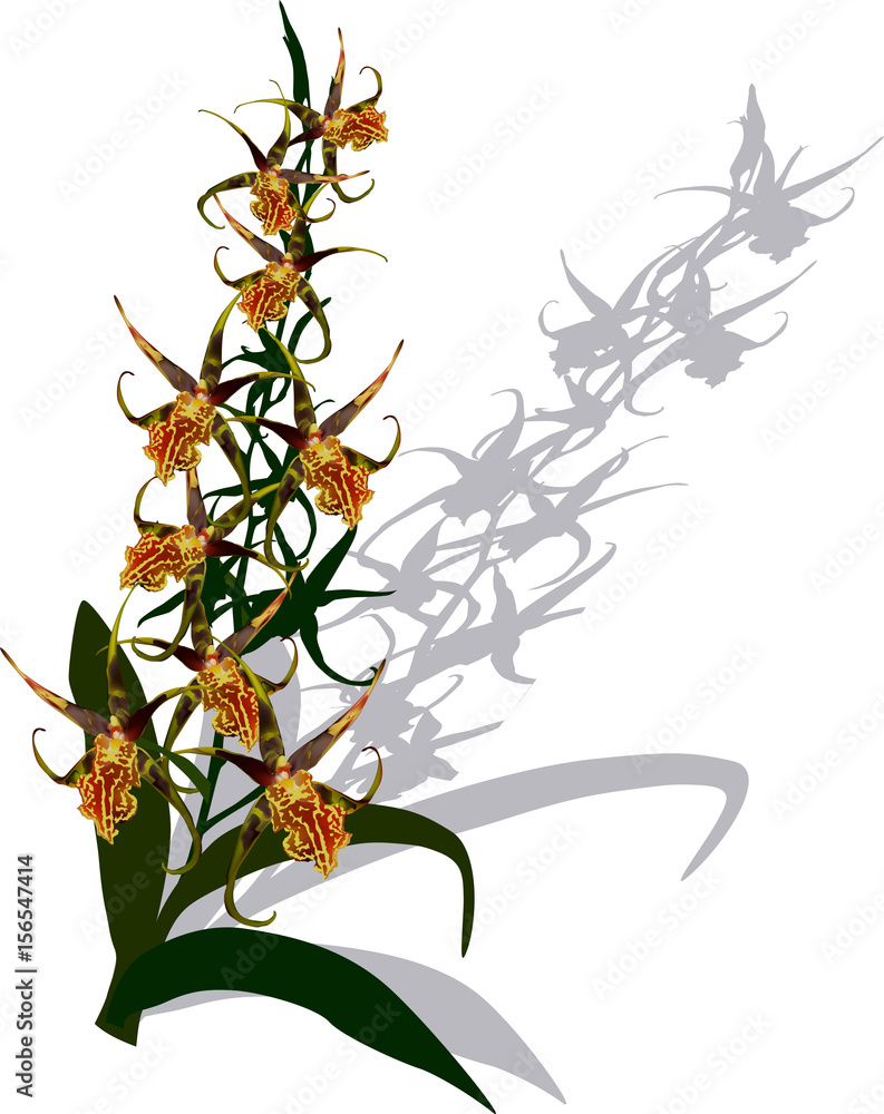 Fototapeta premium orchid with small yellow blooms and shadow