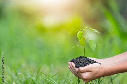 plant a tree.Symbol of spring and ecology concept