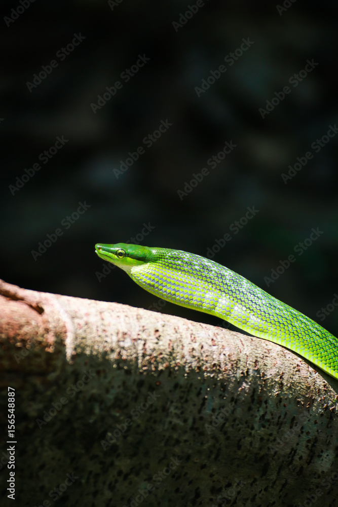 Obraz premium Red Tailed Green Rat snake