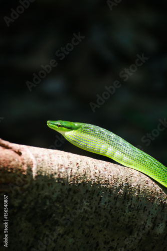  Red Tailed Green Rat snake