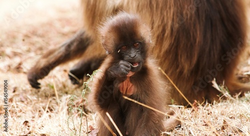 Baby gelada monkey photo