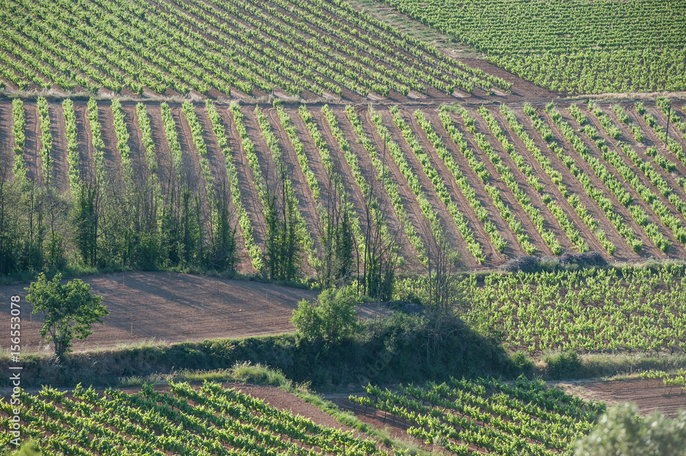 landscape of vineyard fields