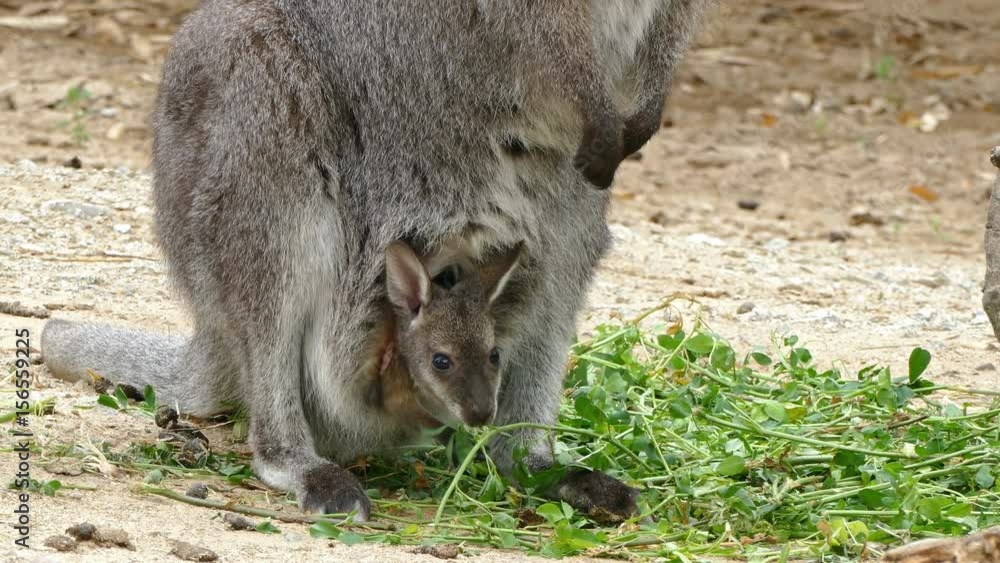 Close up of kangaroo (Red-Necked Wallaby) female , with breeding in the marsupial pouch. Close up of kangaroo (Red-Necked Wallaby) female , with breeding in the marsupial pouch.