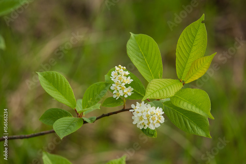 A beautiful closeup of young bird cherry flowers in spring