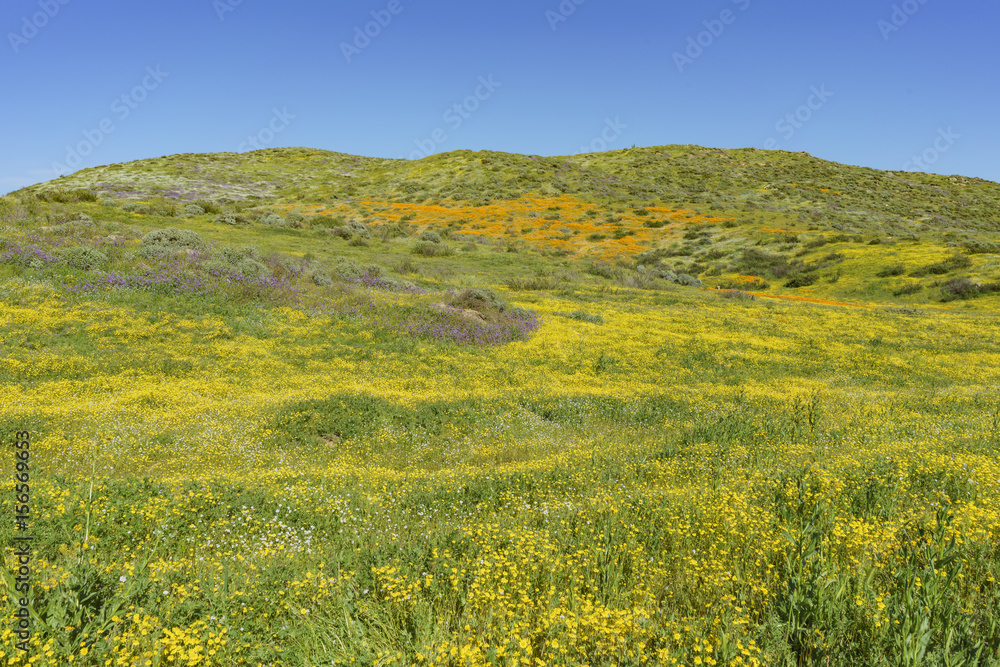 Fototapeta premium Lots of wild flower blossom at Diamond Valley Lake