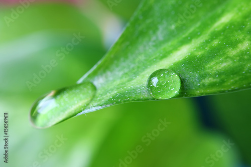 Crystal Clear Dewdrops on the Vibrant Green Leaf with Selective Focus 