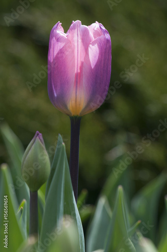 colourful tulip flowers in Poland  spring   