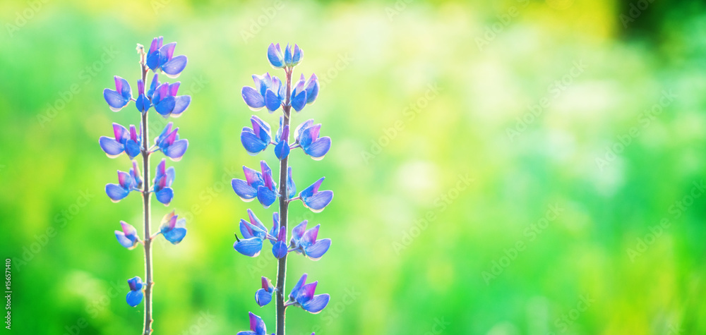 Violet lupine flowers field with fresh green grass banner