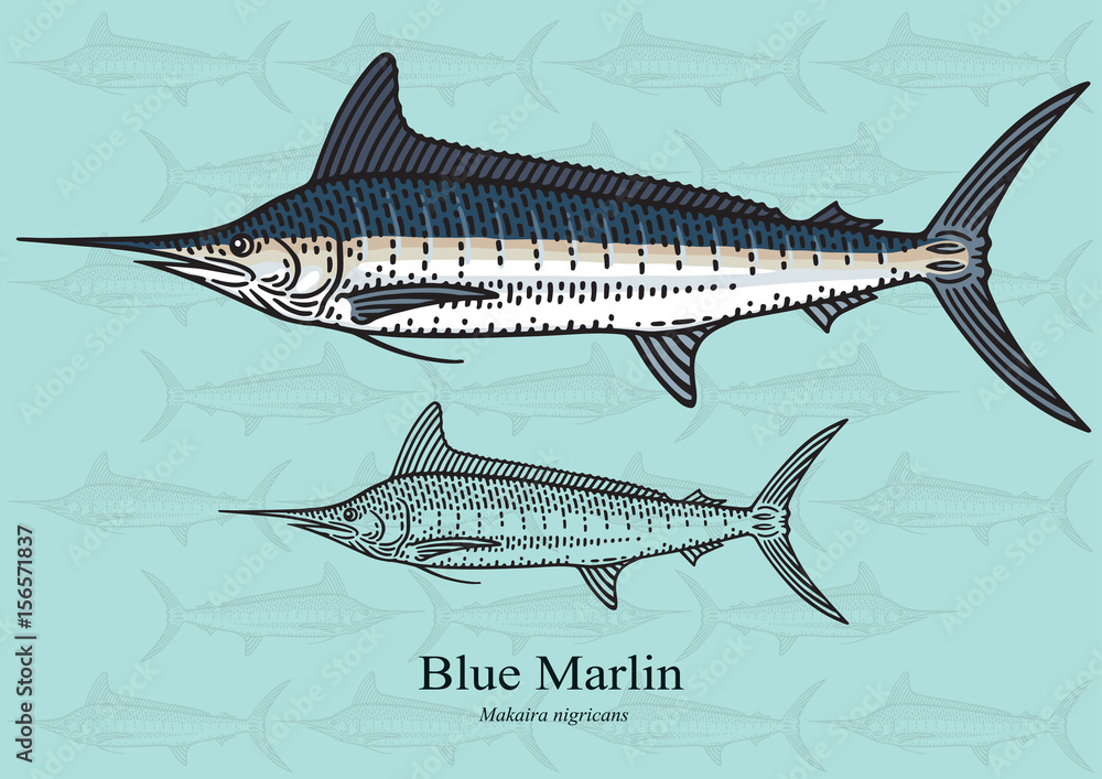 Obraz premium Blue Marlin, Squadron. Vector illustration for artwork in small sizes. Suitable for graphic and packaging design, educational examples, web, etc.