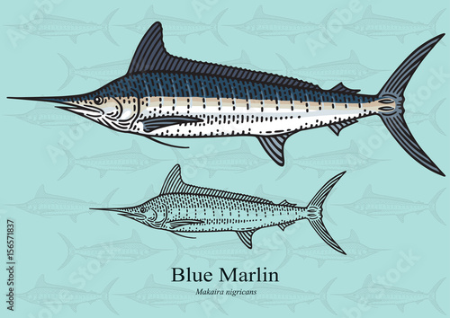 Blue Marlin, Squadron. Vector illustration for artwork in small sizes. Suitable for graphic and packaging design, educational examples, web, etc.