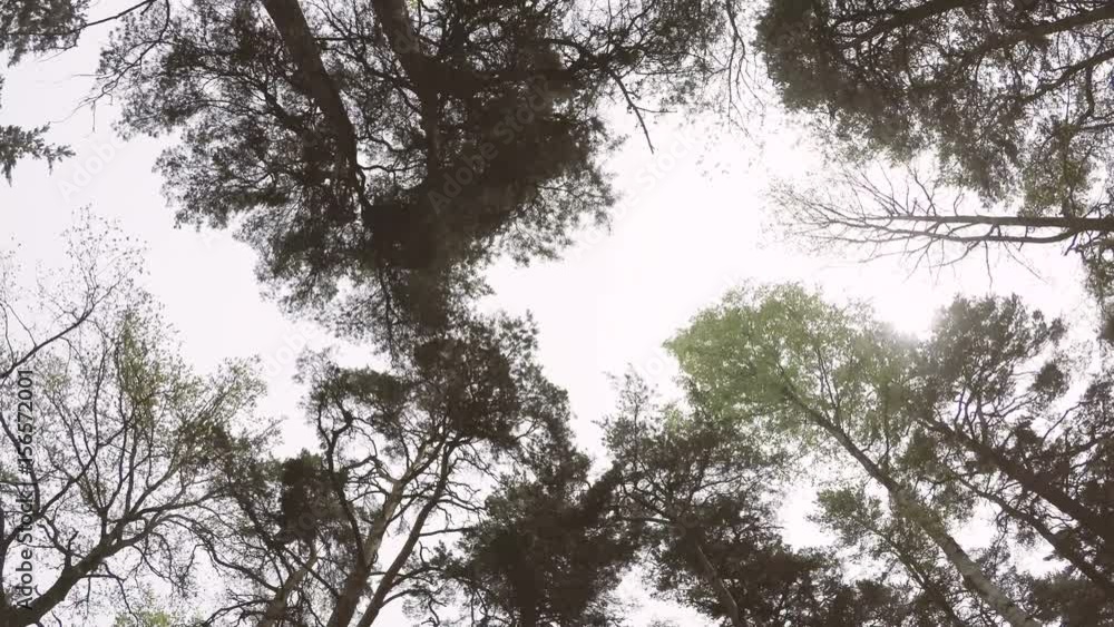 Spring forest looking up at tree tops from low angle view. Spring forest looking up at tree tops from low angle view.