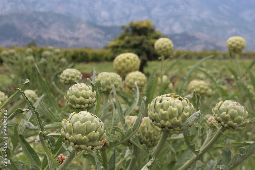 Fototapeta premium artichoke vegetable plantation